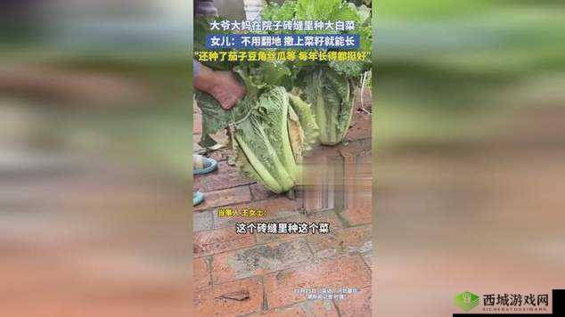秋葵视频、草莓视频、向日葵视频、丝瓜视频:精彩不断,满足你的视觉需求