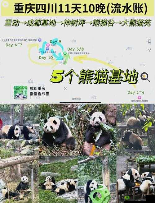 熊猫永不为奴，再见饲养员第十一关攻略详解